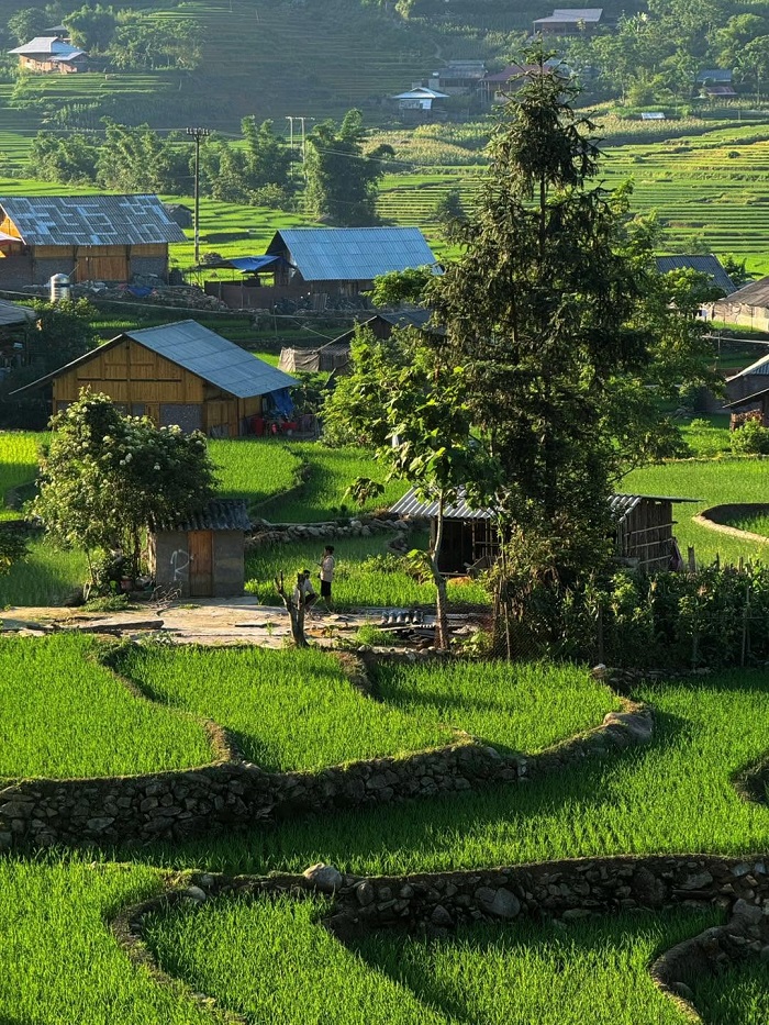 Lá Coffee Sapa nằm giữa thung lũng ruộng lúa