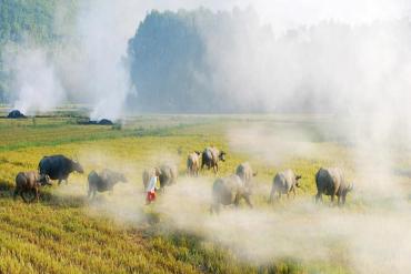 Mùi khói đốt đồng: Gợi nhớ ký ức tuổi thơ