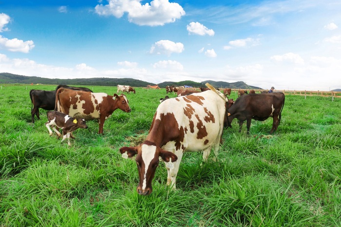 Sữa tươi ở đâu ngon nhất? Nhiều mô hình chăn nuôi và sản xuất sữa tươi đã hình thành tại khu vực Bắc Giang