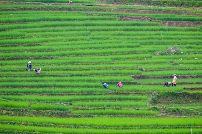  ruộng bậc thang ở Quảng Nam
