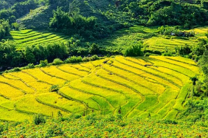 ruộng bậc thang ở Quảng Nam