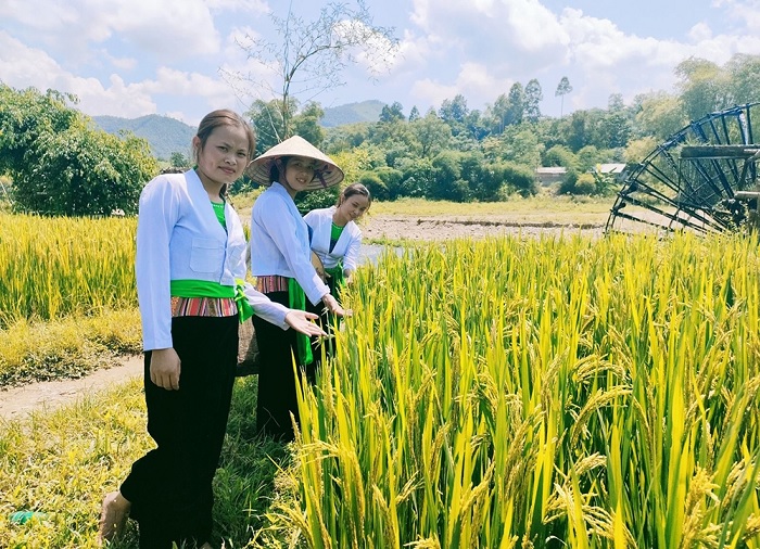 Lễ hội rửa lá lúa ở Hòa Bình diễn ra vào tháng 7, tháng 8 âm lịch