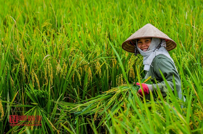 Ghé thăm Lễ hội rửa lá lúa ở Hòa Bình để tìm hiểu những phong tục tốt đẹp của bà con địa phương
