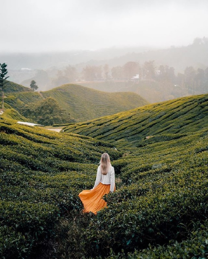 cao nguyên Cameron Malaysia