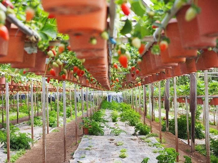 cao nguyên Cameron Malaysia