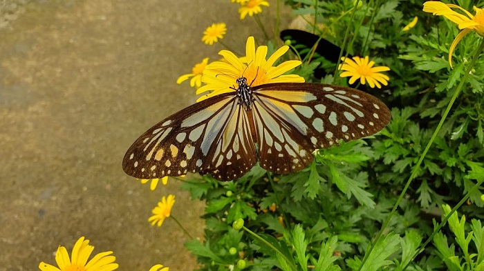 cao nguyên Cameron Malaysia