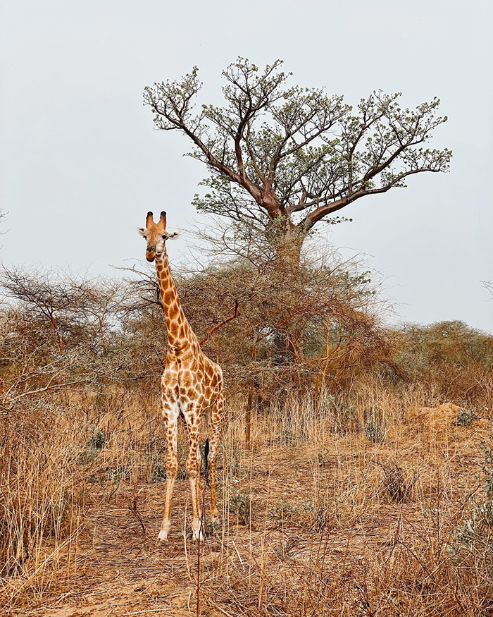 Khám phá Vườn quốc gia Niokolo-Koba khi du lịch Senegal