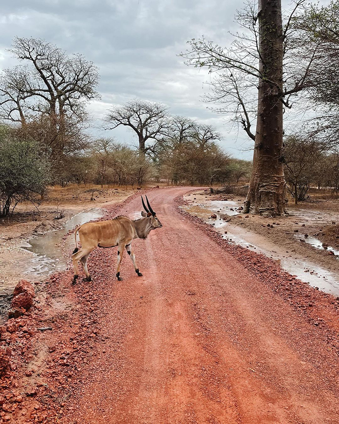 Khám phá Vườn quốc gia Saloum Delta khi du lịch Senegal
