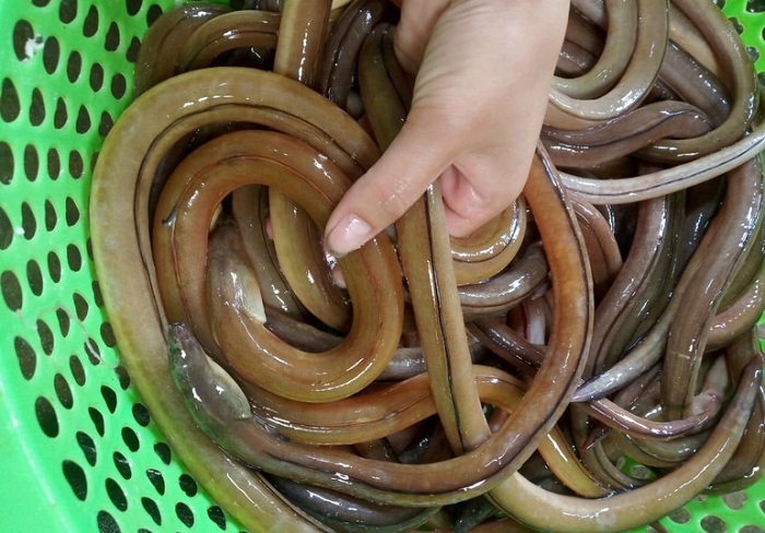 Cá nhệch làm Gỏi cá nhệch Ninh Bình nhìn khá giống lươn, có màu nâu và rất khỏe