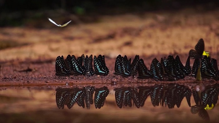 Trước khi thăm mùa bướm rừng Mã Đà, bạn nên chuẩn bị một số đồ dùng cần thiết