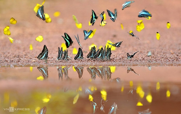 Mùa bướm rừng Mã Đà đang chờ đón bạn ghé thăm