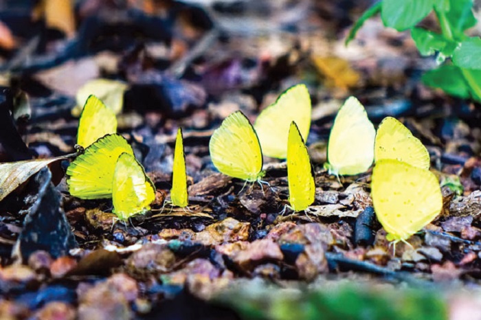 Mùa bướm rừng Mã Đà thường tập trung tại các vùng nước sau cơn mưa