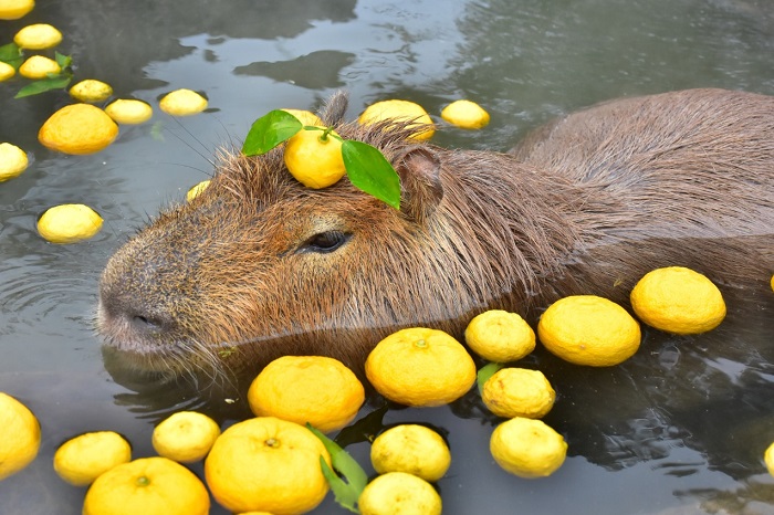 vườn thú capybara ở Nhật Bản