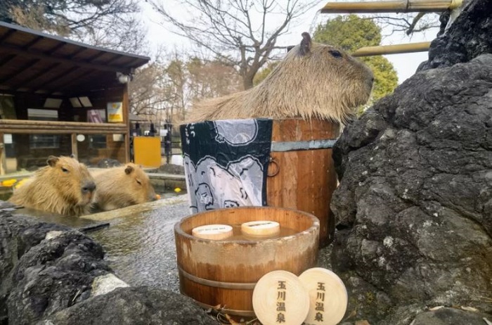vườn thú capybara ở Nhật Bản