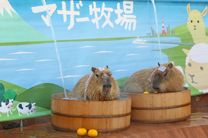 vườn thú capybara ở Nhật Bản
