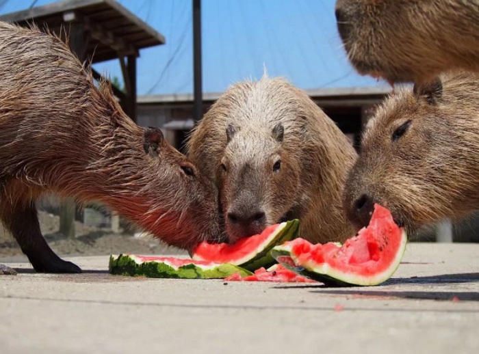 vườn thú capybara ở Nhật Bản