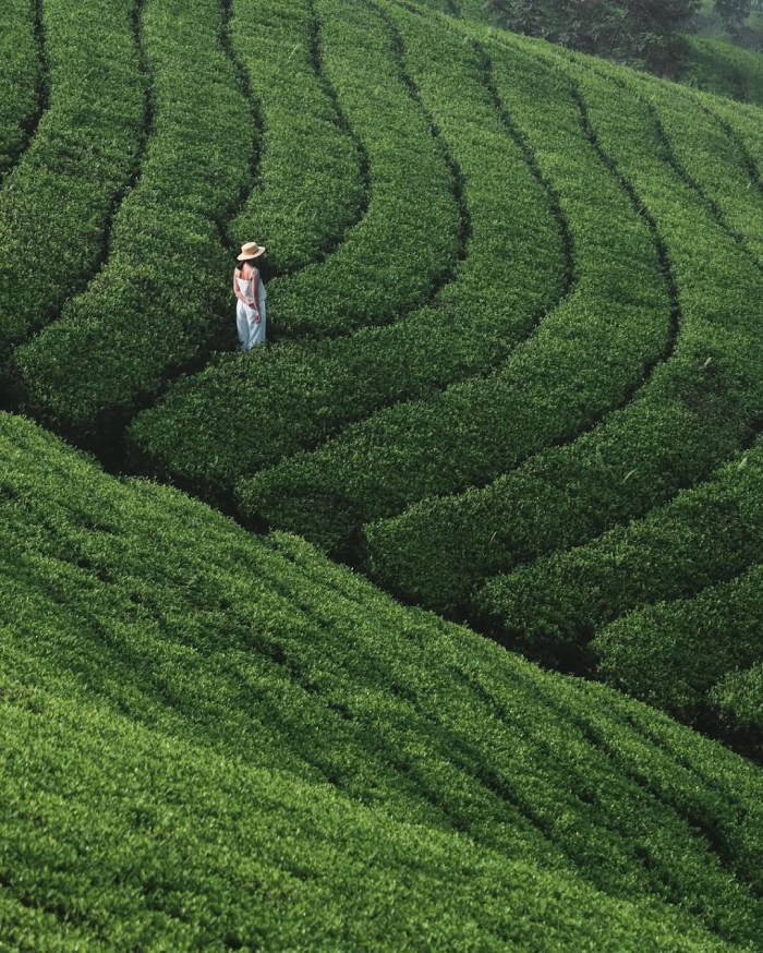 cẩm nang du lịch Phú Thọ tại đồi chè Long Cốc