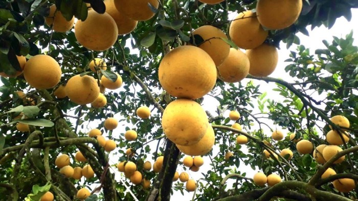 du lịch phú thọ nhớ thưởng thức bưởi đoan hùng