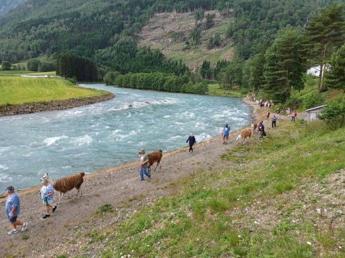 du lịch Na Uy vào mùa xuân tham quan trang trại cừu