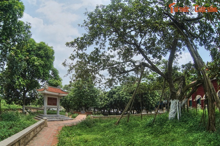 Cây đa do chính tay Bác Hồ trồng năm 1960 vẫn đang xanh tốt Du lịch Đông Anh Hà Nội