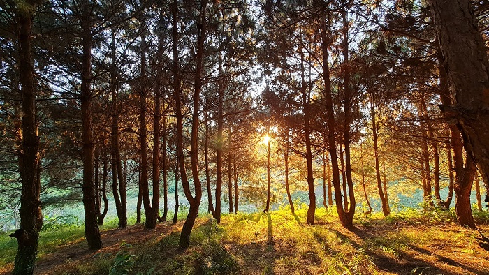 Khung cảnh nên thơ tại rừng thông bản Hua Tạt trong chuyến du lịch Vân Hồ Sơn La