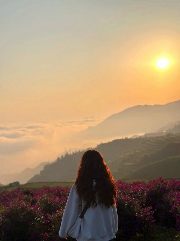 Du lịch Vân Hồ Sơn La có đồi hoa sim lên ảnh hết nước chấm