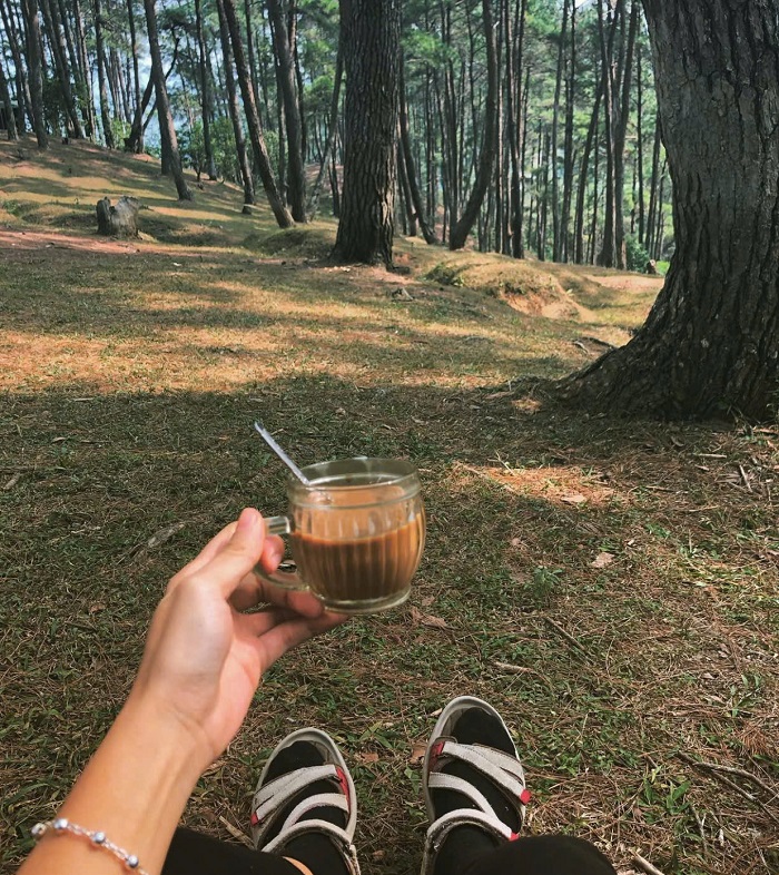 kinh nghiệm du lịch rừng thông Yên Minh trong rừng thông Yên Minh thì còn gì bằng