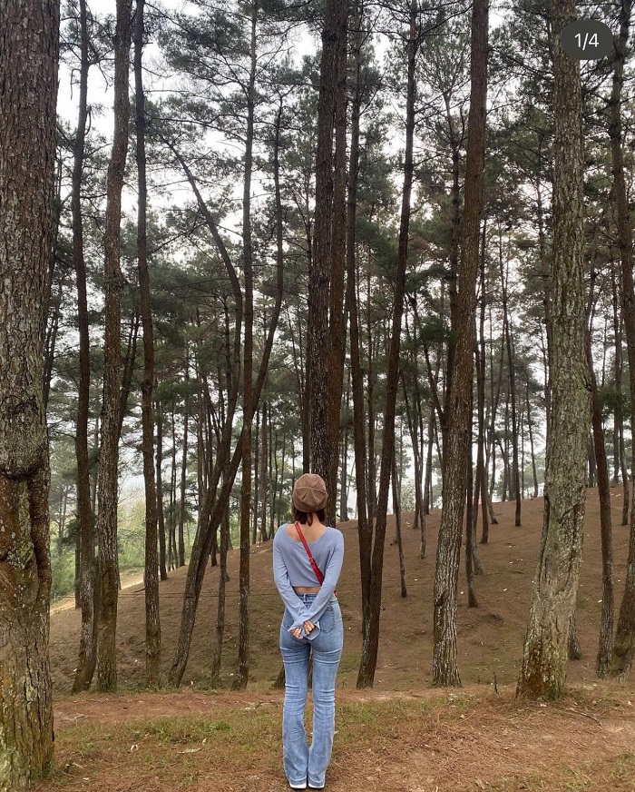 kinh nghiệm du lịch rừng thông Yên Minh thích hợp để sống ảo với trăm kiểu check in