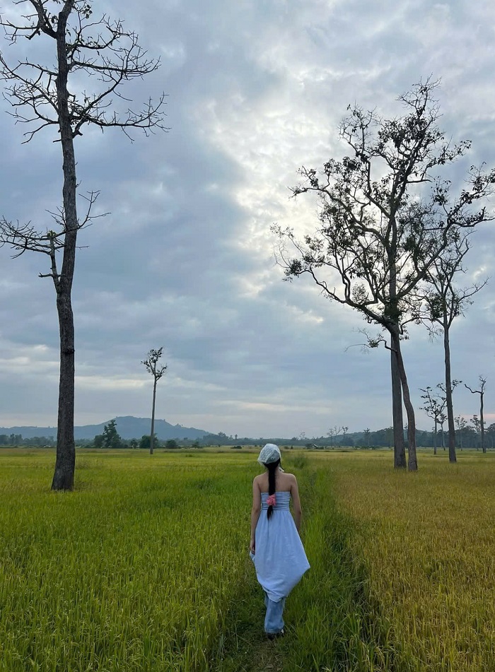 Làng Tà Lài Tân Phú Đồng Nai có những cánh đồng lúa tuyệt đẹp