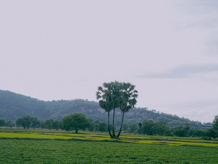 Những ruộng lúa xen kẽ cùng ao sen, rặng thốt nốt, tạo nên vẻ thơ mộng khó quên.