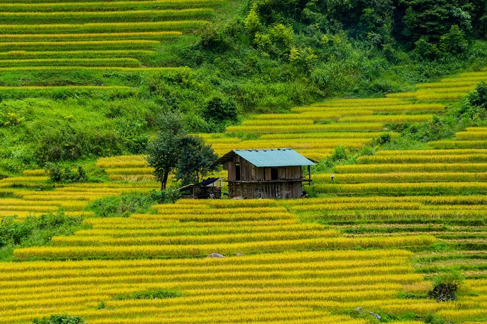 Cảnh sắc thiên nhiên ở bản Tả Van Giáy Sapa làm say đắm lòng người