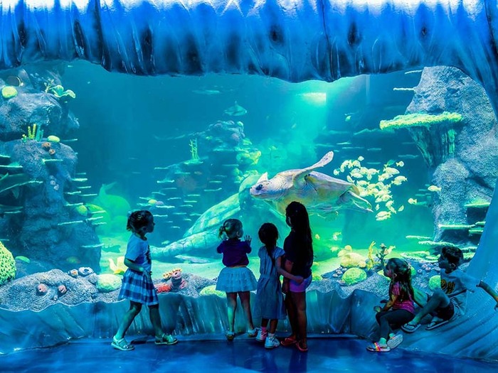 Khám phá Thủy Cung SEA LIFE Busan Hàn Quốc