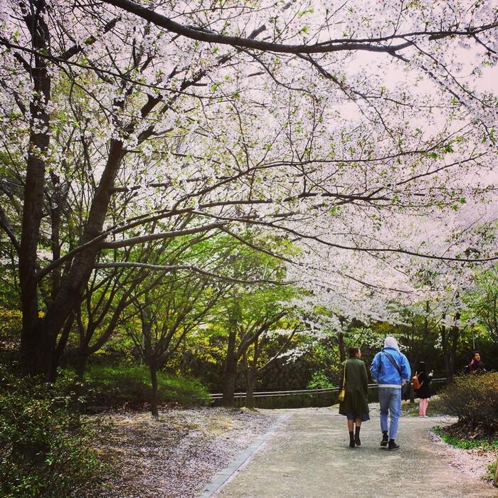 cẩm nang du lịch Daegu Hàn Quốc khám phá Công viên Apsan