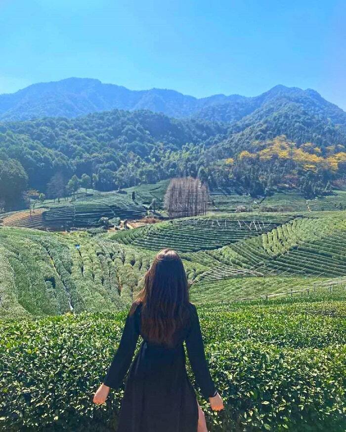 Đồn điền trà Long Tỉnh Hàng Châu Trung Quôó