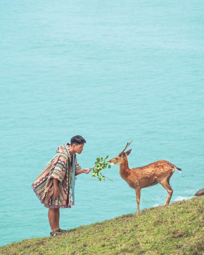 Daegu là mái nhà của hươu sika