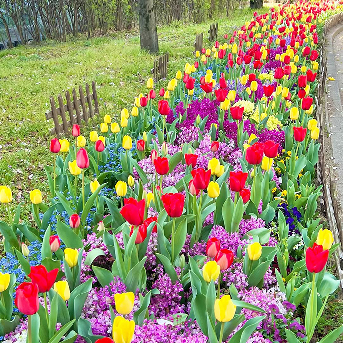 Khám phá công viên Arakogawa Nhật Bản thú vị