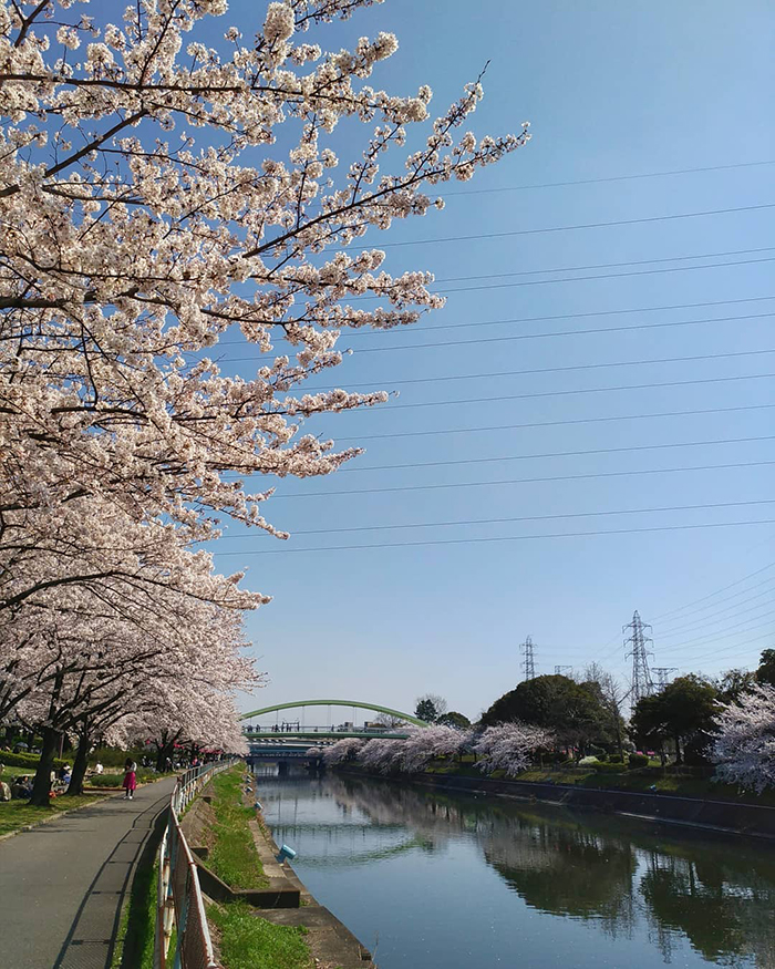 Tham gia lễ hội và sự kiện theo mùa tại công viên Arakogawa Nhật Bản