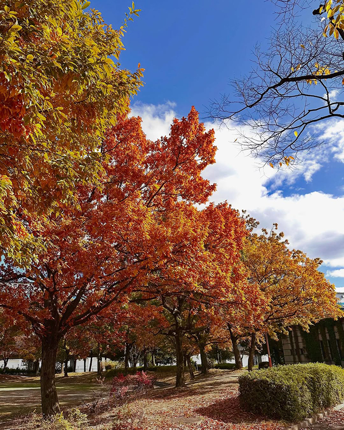 Mùa thu (tháng 10 - tháng 11): Tận hưởng không khí trong lành và lá đổi màu