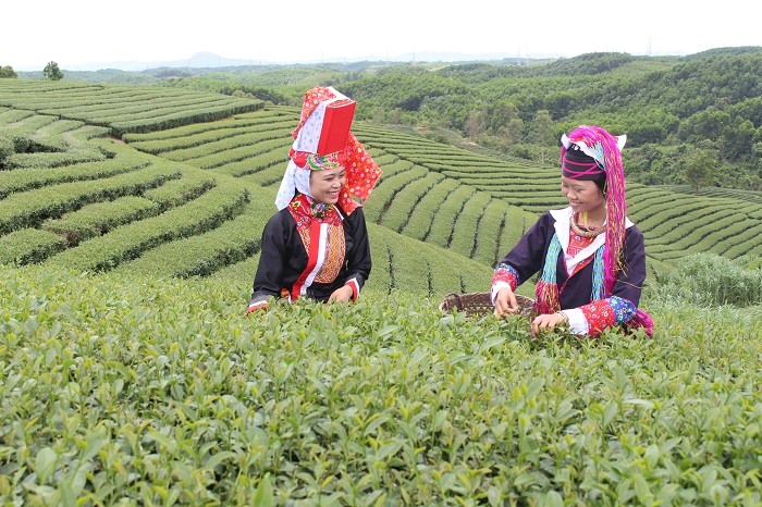 Đồi chè Quảng Long cũng thu hút khách du lịch Hải Hà Quảng Ninh