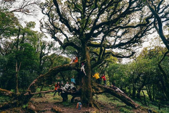 Đỉnh Sa Mu thu hút du khách tới trekking khi du lịch Xím Vàng Sơn La
