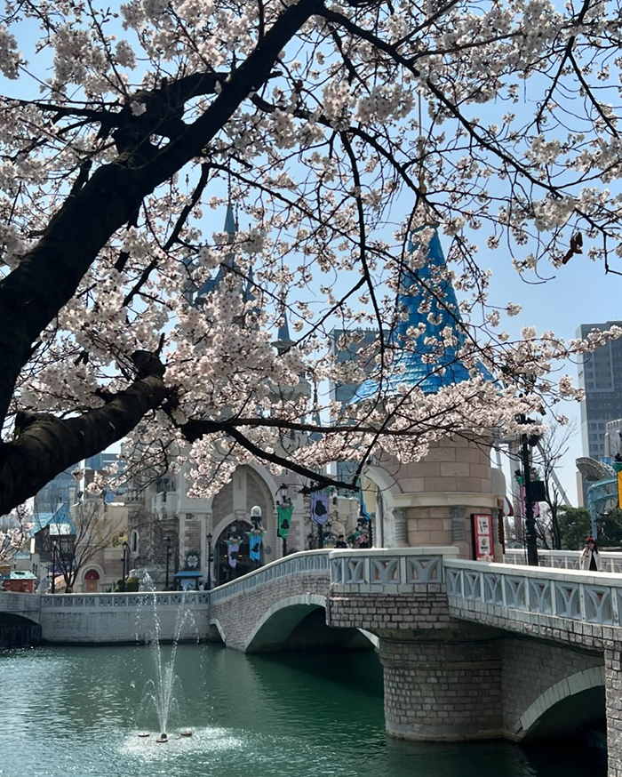 Check in với hoa anh đào tại hồ Seokcheon Hàn Quốc