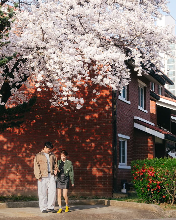 Mùa xuân (cuối tháng 3 đến giữa tháng 4) tại hồ Seokcheon Hàn Quốc