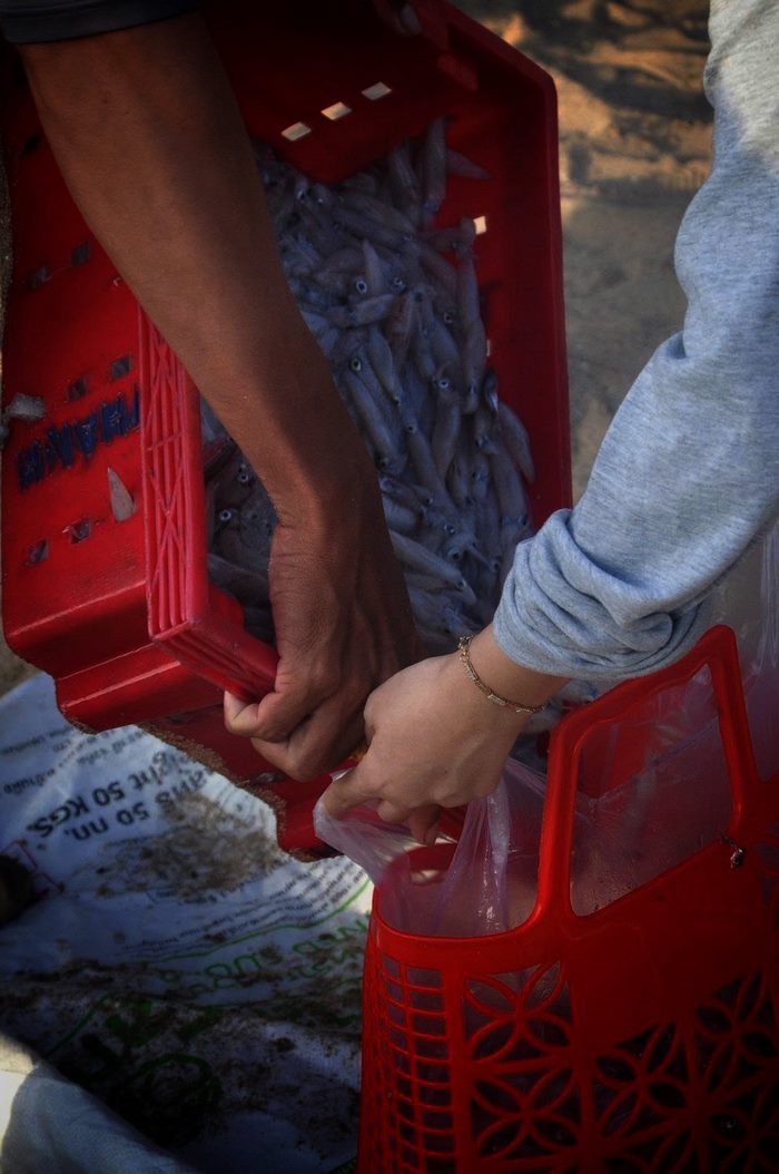 Mùa tôm bạc ở Phú Quý – Khi biển gọi từng con tôm tinh khiết