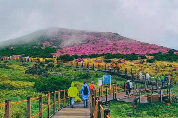 Du ngoạn núi non biển cả trong cẩm nang du lịch đảo Jeju Hàn Quốc
