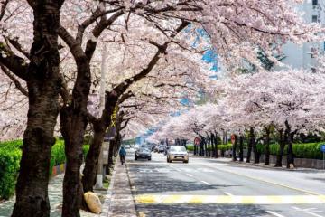 Khám phá công viên sinh thái Samnak Hàn Quốc - Viên ngọc xanh ẩn mình tại Busan