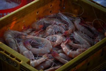 Mùa tôm bạc ở Phú Quý – Khi biển gọi từng con tôm tinh khiết