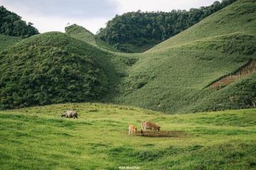 Vẻ đẹp mướt mắt của Suối Bon, Vân Hồ, Sơn La mùa hè!