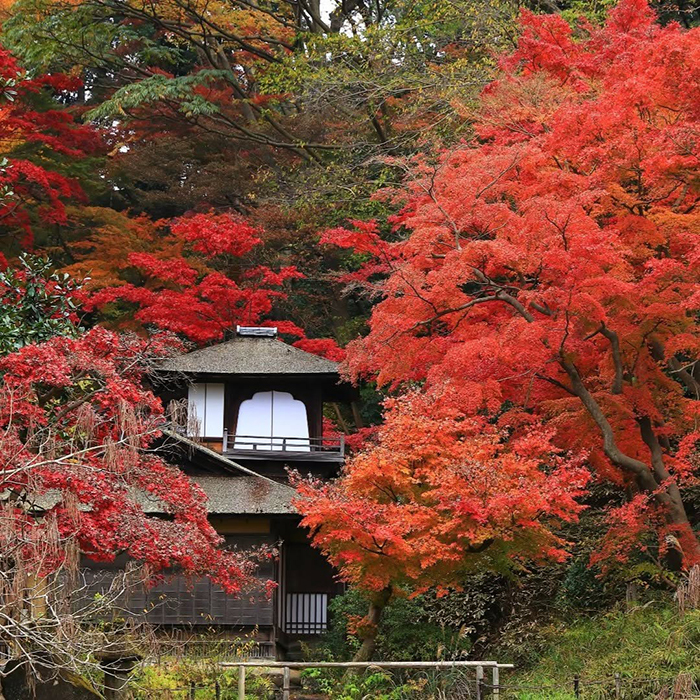 Khám phá lịch sử vườn Sankeien Nhật Bản 