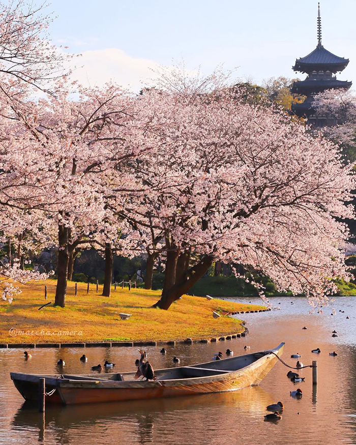 Mùa xuân (Cuối tháng 3 - Đầu tháng 4): Mùa hoa anh đào rực rỡ