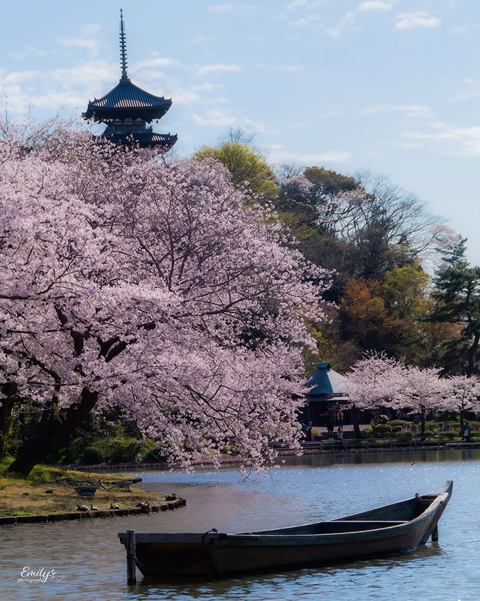 Chùa ba tầng Tomyoji tại vườn Sankeien Nhật Bản